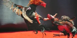 Bí Quyết Thắng Lớn Khi Chơi Đá Gà WS168 Tại V9Bet