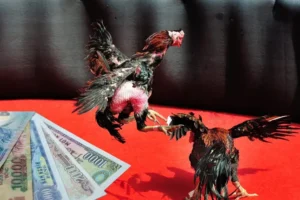 Bật Mí Cách Chơi Đá Gà Sabong Tại V9Bet Chuẩn Dân Chuyên